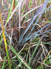 Andropogon virginicus