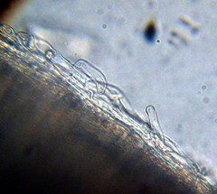 Leucoagaricus coerulescens