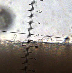 Leucoagaricus coerulescens