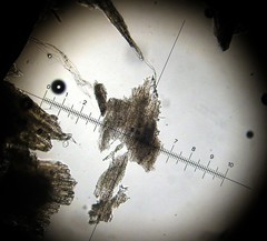 Leucoagaricus coerulescens