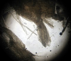 Leucoagaricus coerulescens