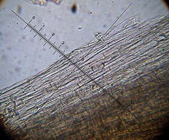 Leucoagaricus coerulescens