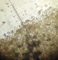 Leucoagaricus coerulescens