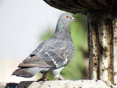 Columba livia domestica