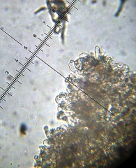 Leucoagaricus coerulescens