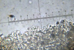 Leucoagaricus coerulescens