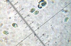 Leucoagaricus coerulescens