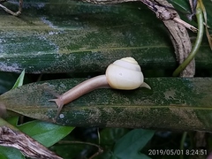Satsuma hemihelvus