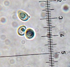 Leucoagaricus coerulescens