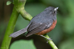 Ochthoeca cinnamomeiventris