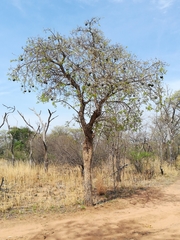 Strychnos cocculoides