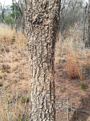 Strychnos cocculoides