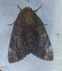 Arcte modesta