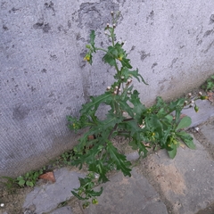Senecio vulgaris