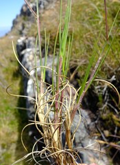 Pentameris oreophila