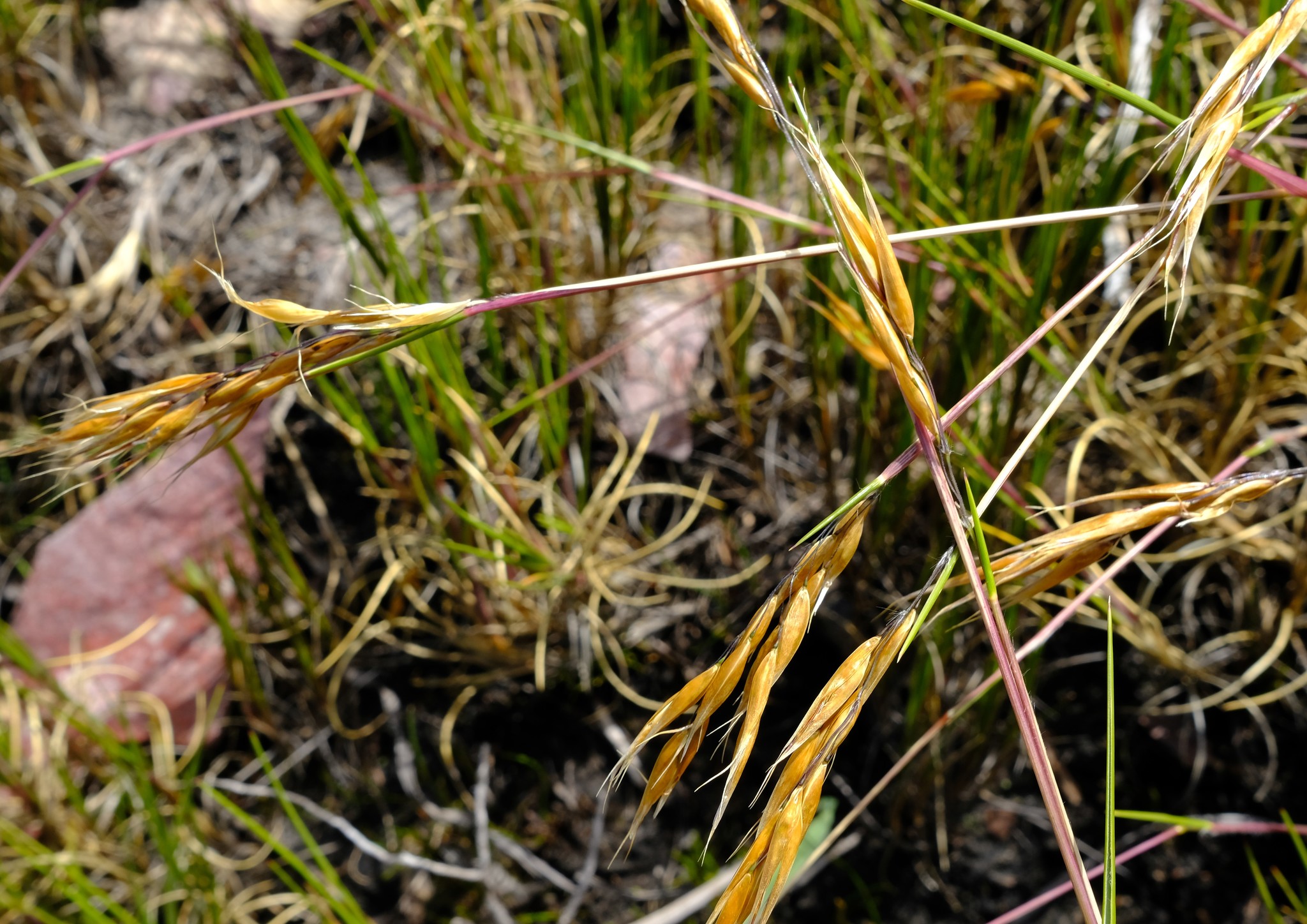 Pentameris oreophila