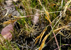 Pentameris oreophila