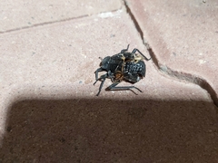 Adesmia cancellata