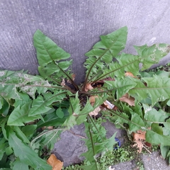 Taraxacum officinale