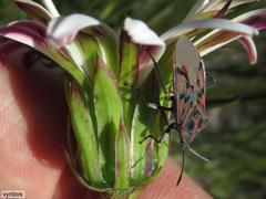 Spilostethus crudelis