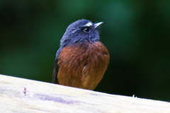 Ochthoeca cinnamomeiventris