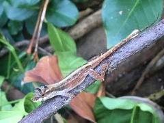 Anolis cristatellus wileyae