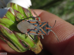 Spilostethus crudelis