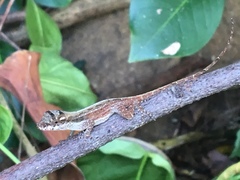 Anolis cristatellus wileyae