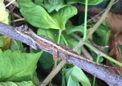 Anolis cristatellus wileyae