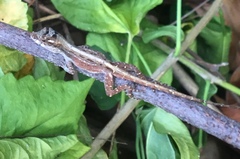 Anolis cristatellus wileyae