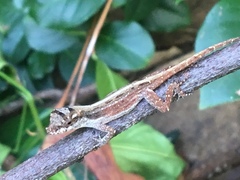 Anolis cristatellus wileyae