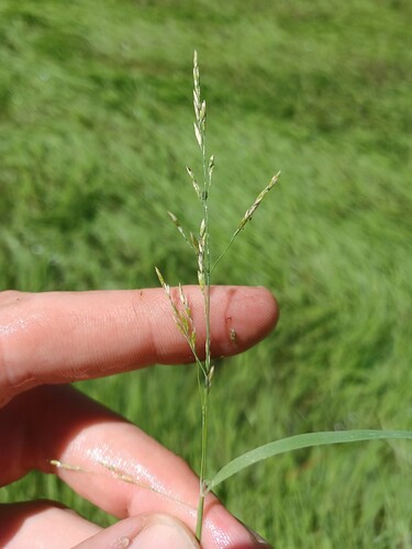 pale false mannagrass (Torreyochloa pallida)