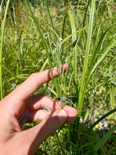 Linear-leaf Willowherb (Epilobium leptophyllum)