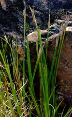 Schoenus complanatus