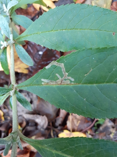 Amauromyza verbasci