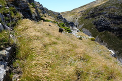 Pentameris oreophila