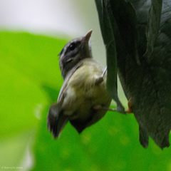 Basileuterus tristriatus
