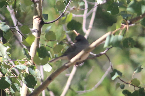 Dark-eyed Junco