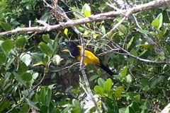 Icterus northropi