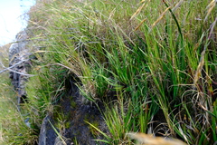 Schoenus complanatus