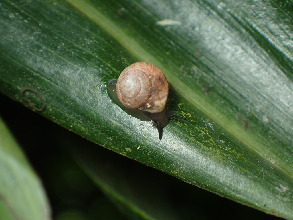 Aphanoconia yaeyamensis