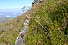 Pentameris oreophila