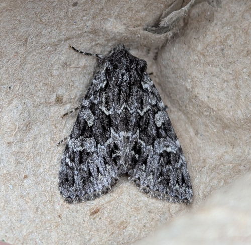 Platypolia contadina