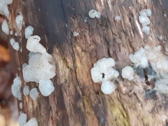 Exidia thuretiana
