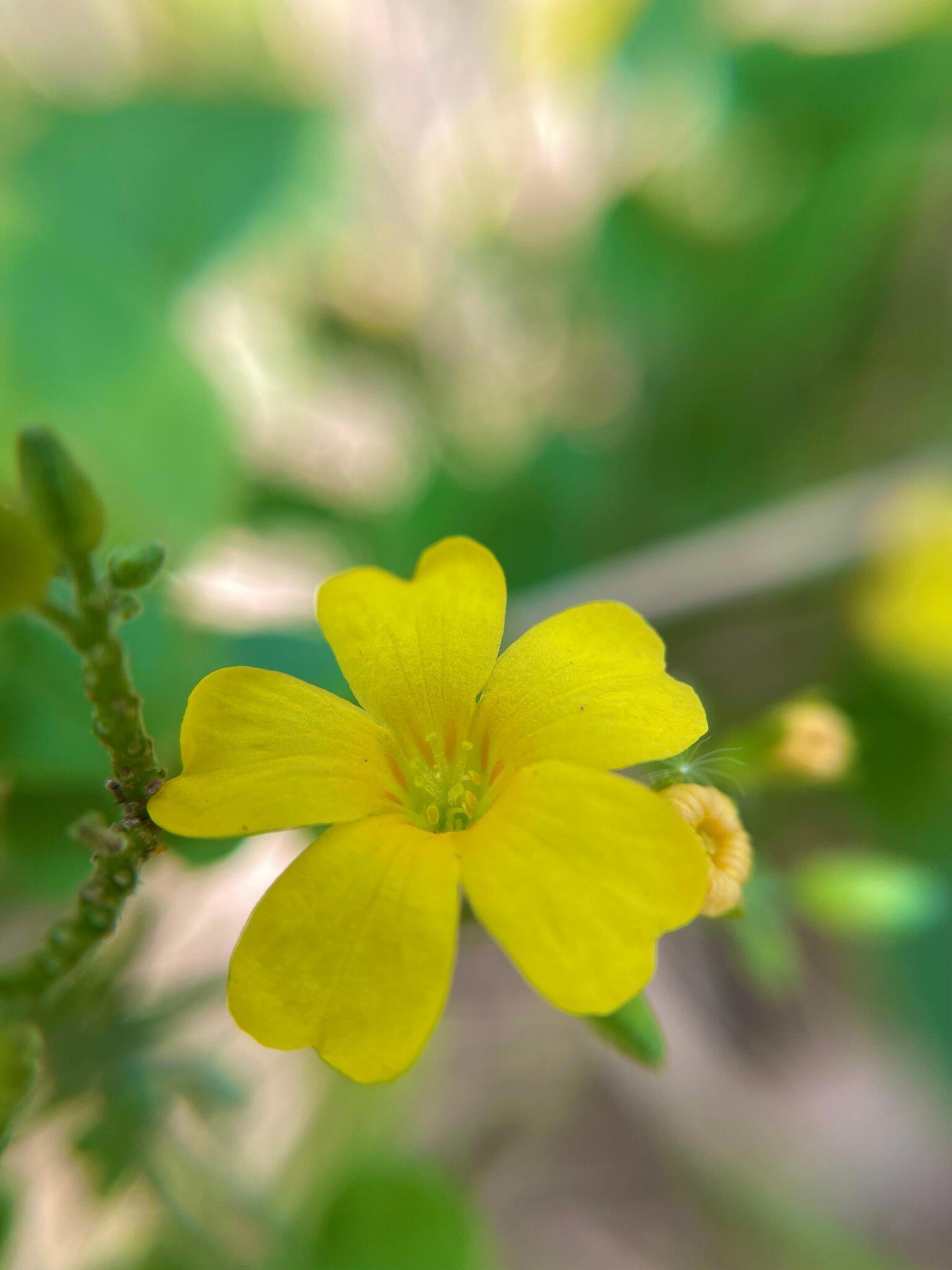 Oxalis rhombeo-ovata
