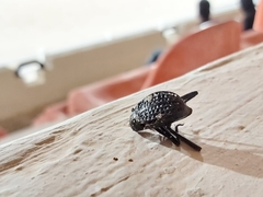 Adesmia cancellata