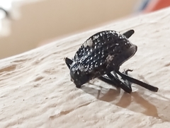 Adesmia cancellata