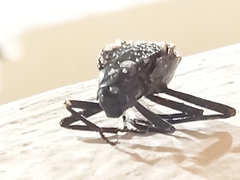 Adesmia cancellata