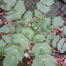 Leatherleaf Mahonia - Photo (c) Curtis Hansen, some rights reserved (CC BY), uploaded by Curtis Hansen