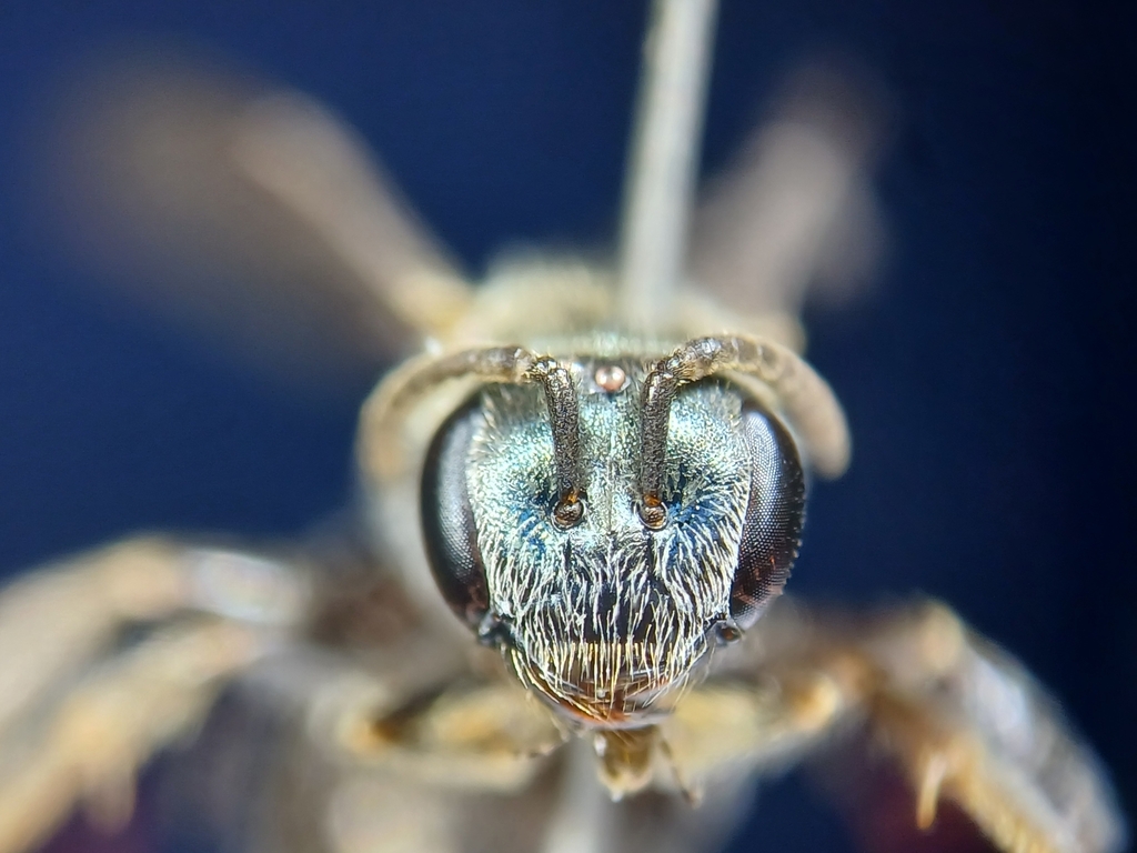 Lasioglossum platyparius